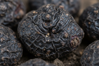 Close up of Black Maca