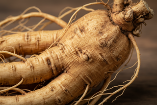 close up of Panax Ginseng