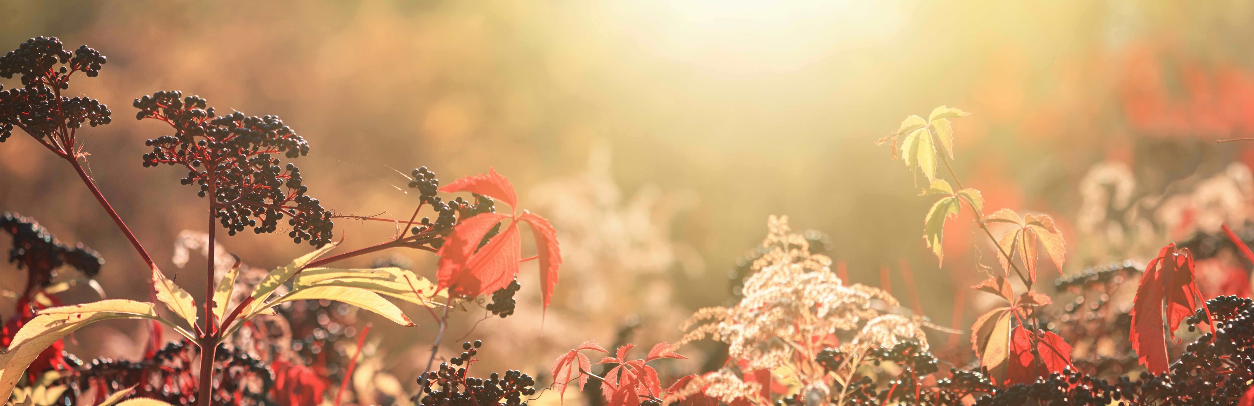 Holunderbeeren