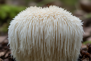 Close up Lions Mane mushroom