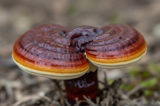 close up Reishi mushroom
